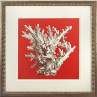 Coral on Red I 22W x 22H