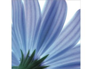 Blue Floral 24W x 24H