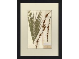 Herbarium Collection I 18W x 24H