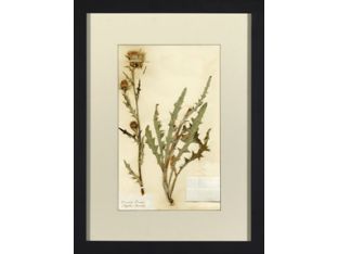 Herbarium Collection II 18W x 24H